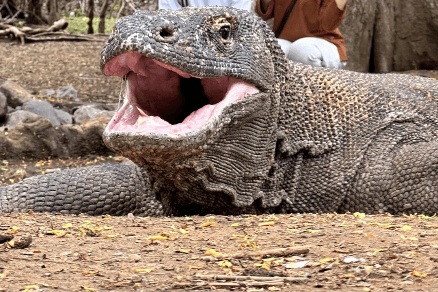 Komodo Dragon